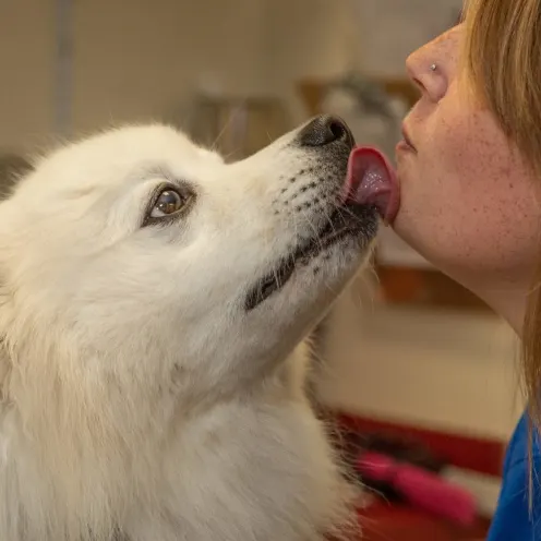 Staff Member at The Animalife Veterinary Center at Eagle Creek Receiving a Kiss from White Dog